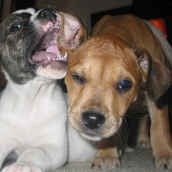 More Crazy Facts About Puppies