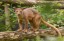 Adopt a fossa