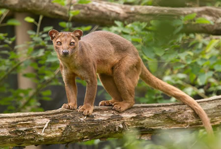 Adopt a fossa