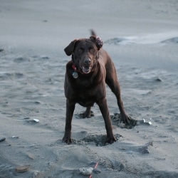 The Many Different Ways A Dog Wags Its Tail