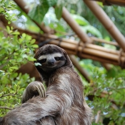 Why The Sloth Can Hang Upside Down