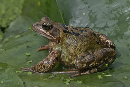 Frog