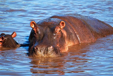 Hippo