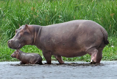 Adopt a hippo