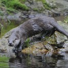Otter