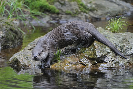 Otter