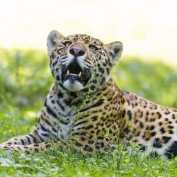 Fun Facts About The Jaguar
