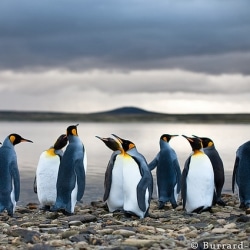 Global Warming Hurting Food Sources Of Penguins