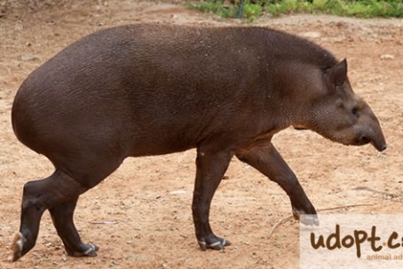 brazillianTapirFB