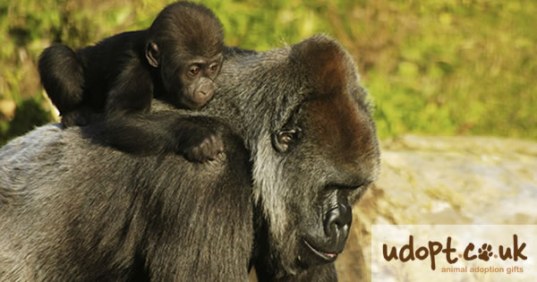 Gorilla