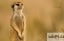 meerkatFB