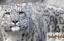 snowLeopardFB