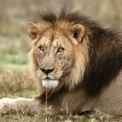 The Difference Between Asiatic and African Lions
