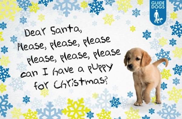 Guide Dogs