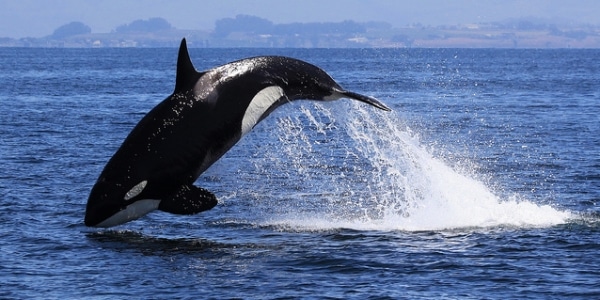 Killer Whale