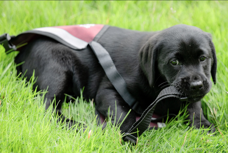 Sponsor a puppy Buttons