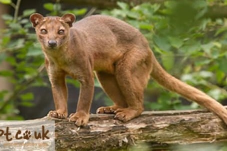 fossa