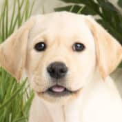 Sponsor a Puppy Gatsby