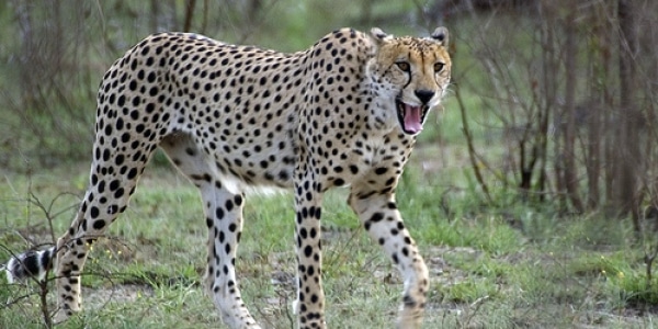 human Interference blame for plunging cheetah numbers