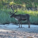 Chinese Reindeer Numbers Are Falling Fast