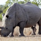 Only 5 Northern White Rhinos Left On The Planet