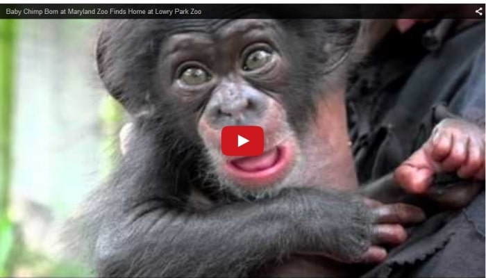 baby chimp