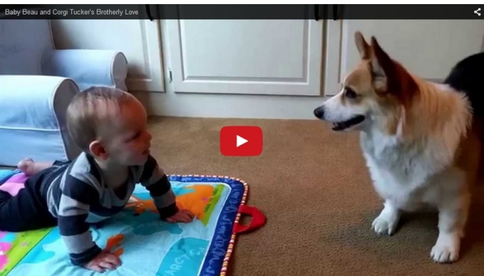 corgi