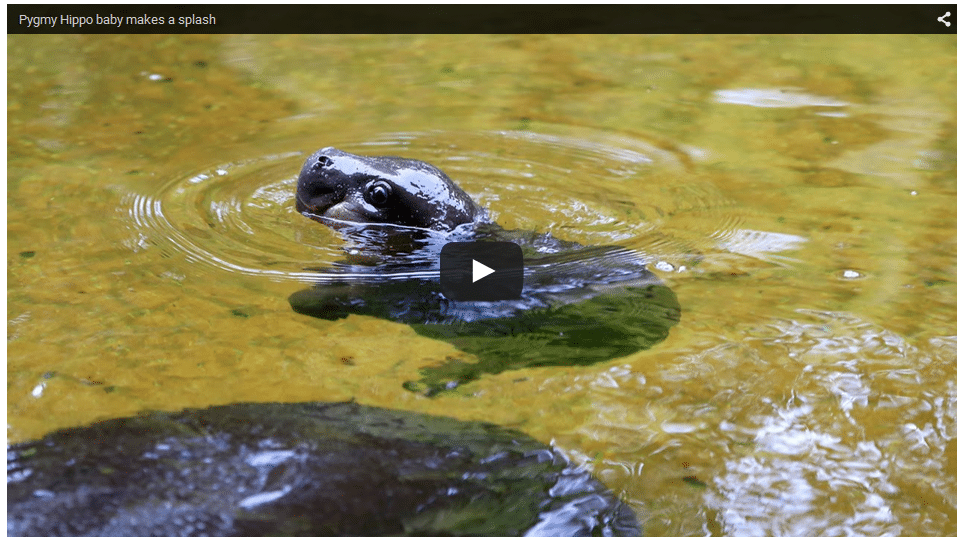 baby hippo swimming