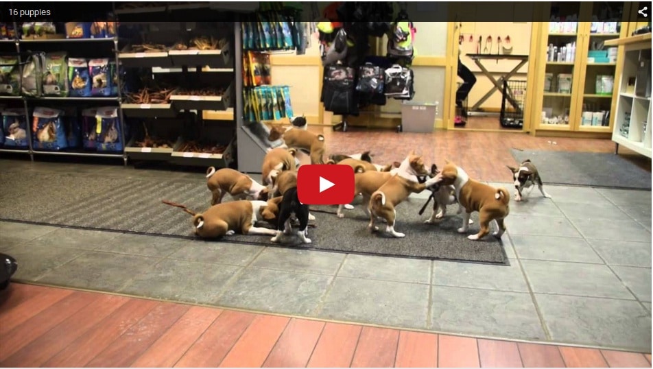 cute puppies