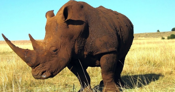 rhino