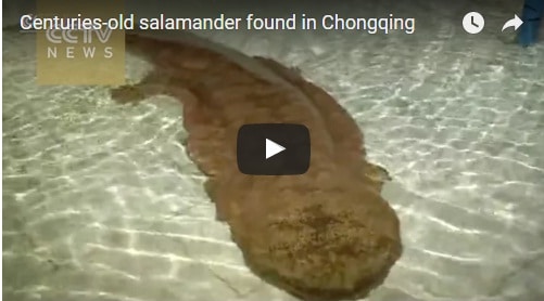 salamander
