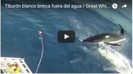 great white shark
