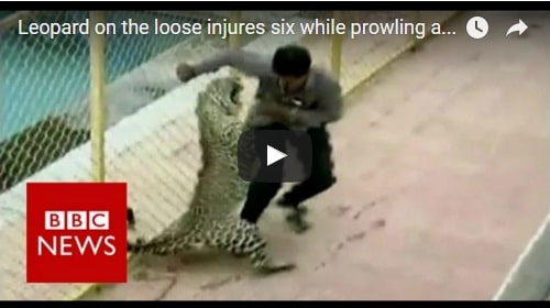 leopard rampage