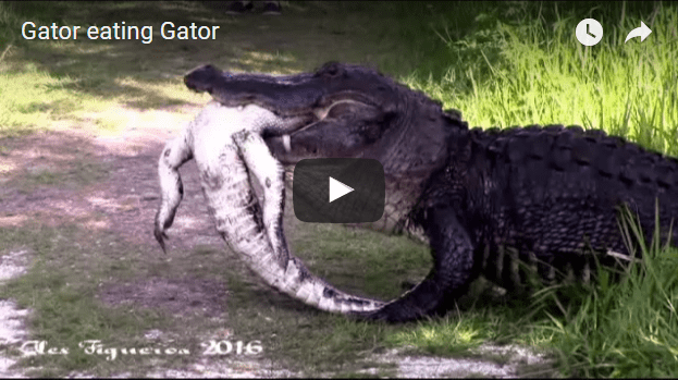 gator