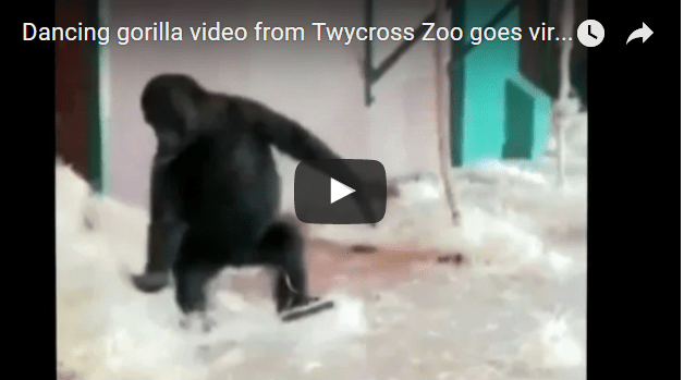 dancing gorilla