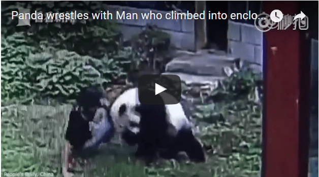 panda wrestling man