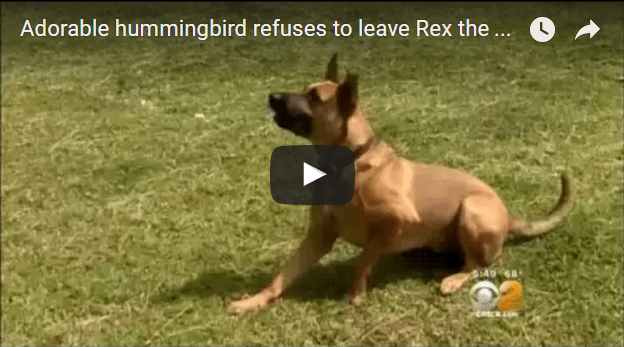 Humming Bird Rescued