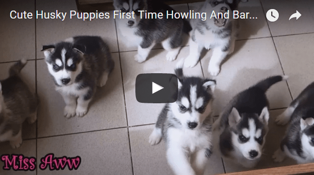 husky puppies