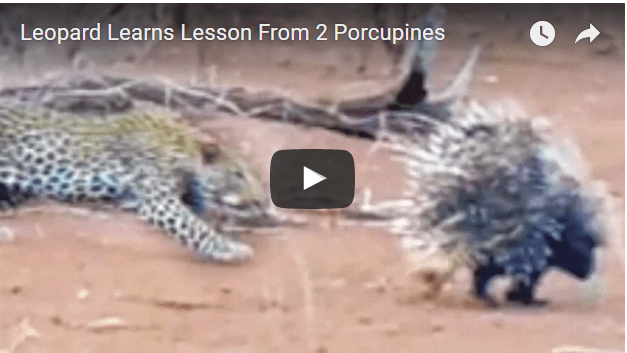 leopard attack
