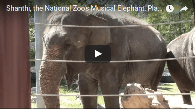 Elephant plays harmonica
