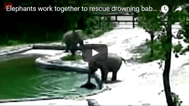 elephants rescue calf