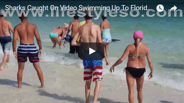 Shark shocks beachgoers in Florida