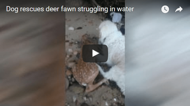 Watch This Dog Rescue A Deer From The Ocean