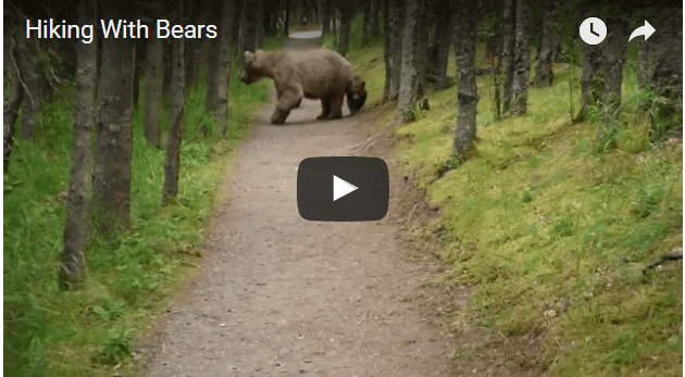 Check Out This Close Encounter With Mama Bear And Her Cubs