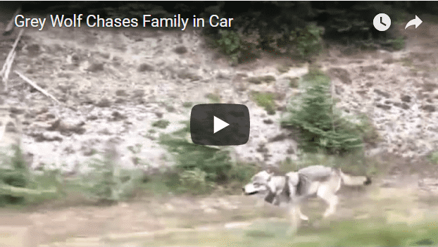 gray wolf chases car