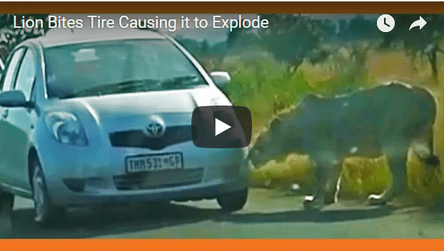 Watch This Lion Bite A Tourist Car Causing Its Tire To Explode