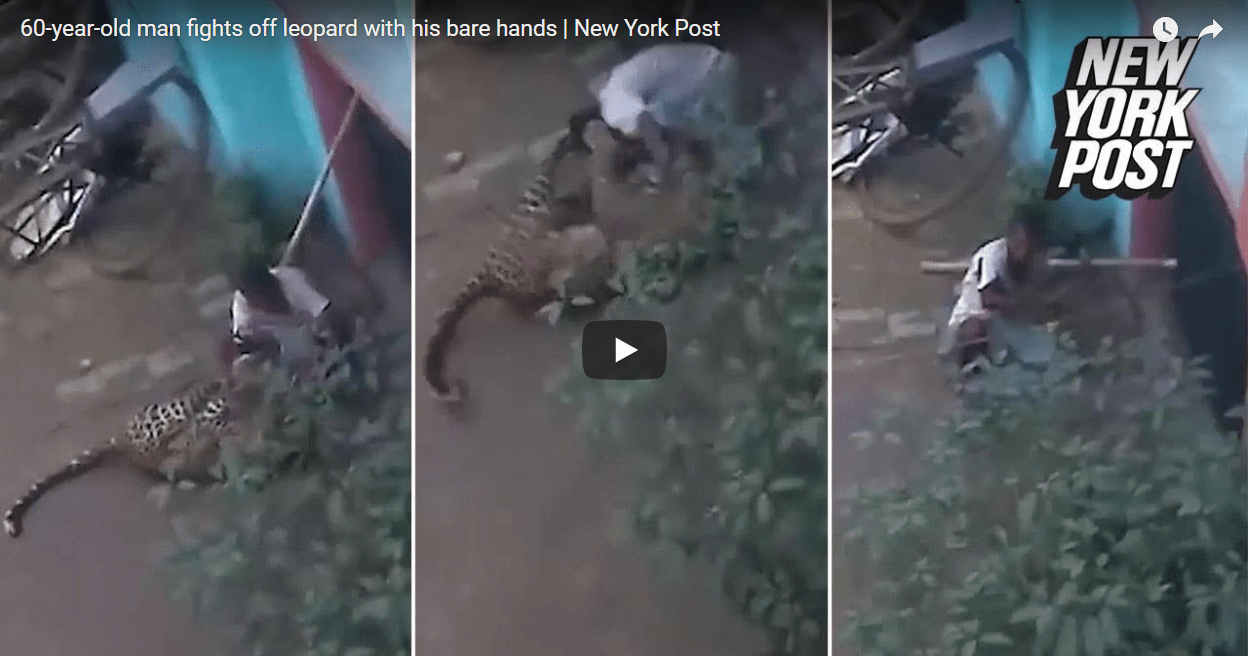 Leopard Attacks Man