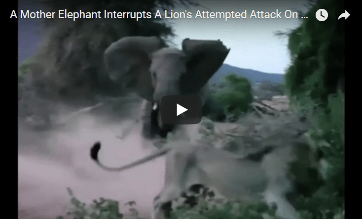 Mamma Elephant Defend Her Baby From A Hungry Lion