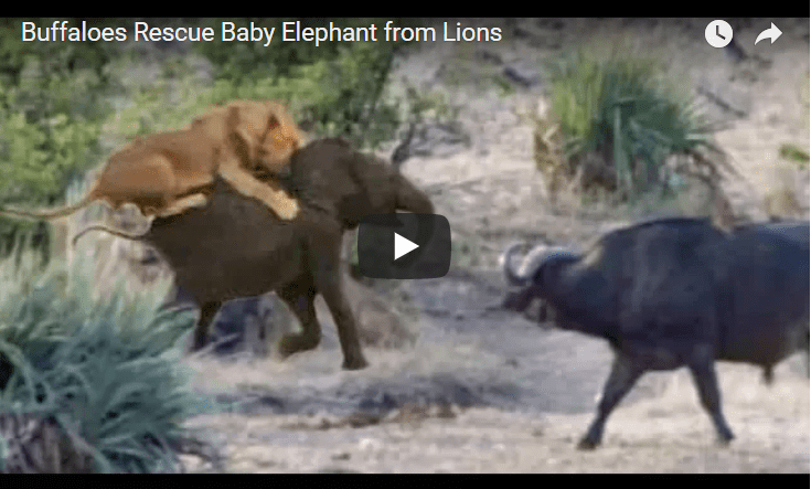 buffalo rescues baby elephant
