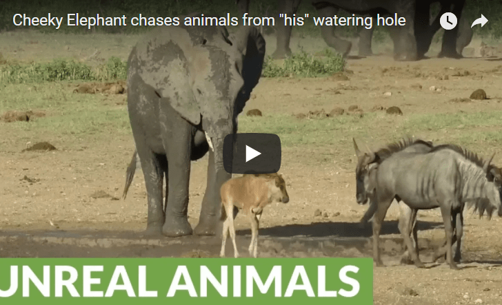 cheeky elephant chases wildebeest